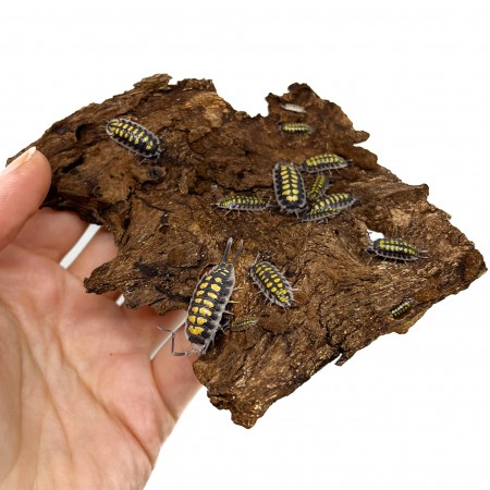 Porcellio haasi "High Yellow" - x1 ou x5 cloportes