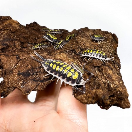 Porcellio haasi "High Yellow" - x1 ou x5 cloportes