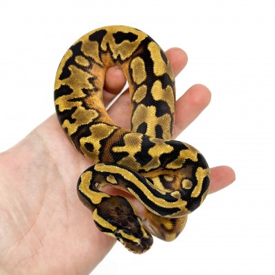 Python regius "Enchi Piebald" - Python royal