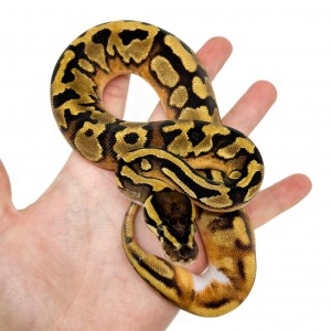 Python regius "Enchi...