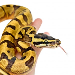 Python regius "Super Enchi...