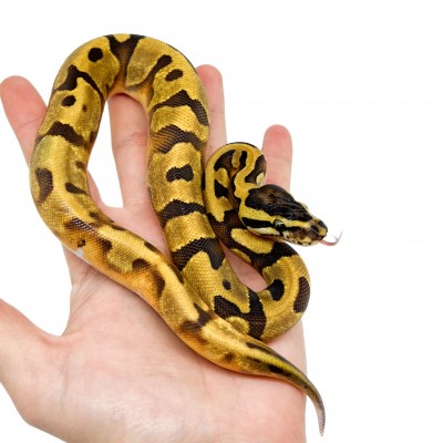 Python regius "Super Enchi Piebald" - Python royal