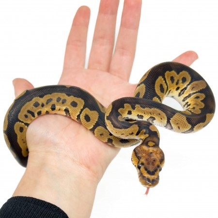 Python regius "Clown" - Python royal