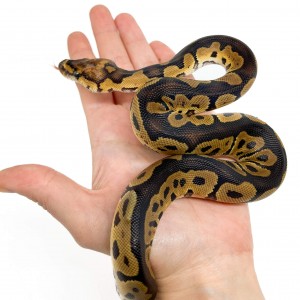 Python regius "Clown" -...