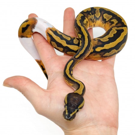 Python regius "Fire Piebald" - Python royal