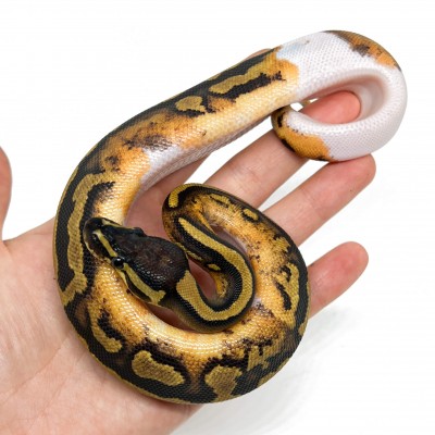 Python regius "Fire Piebald" - Python royal