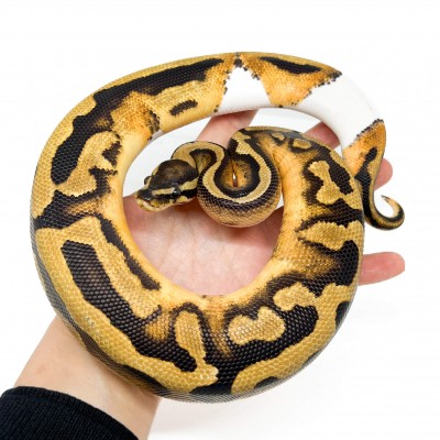 Python regius "Orange dream Piebald" - Python royal