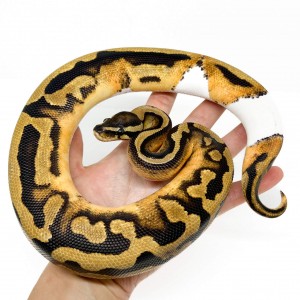 Python regius "Orange dream...