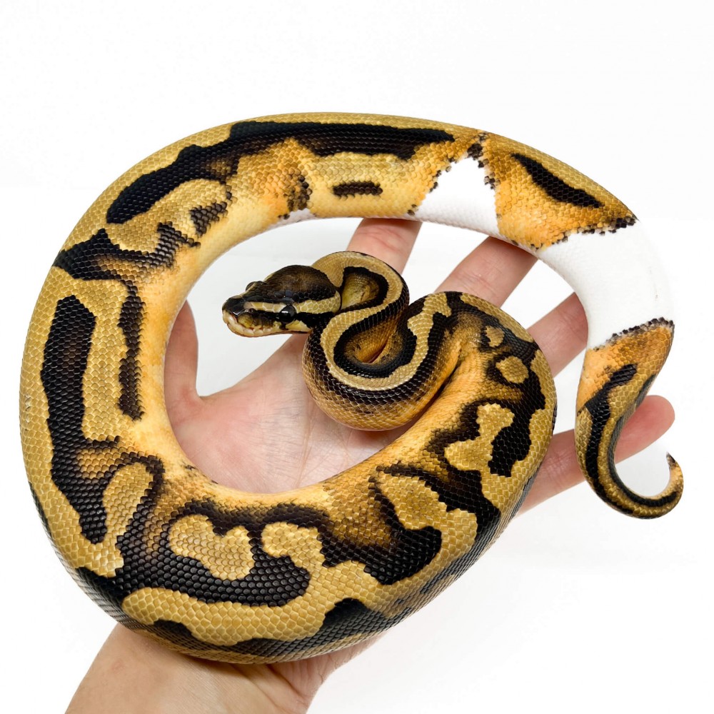 Python regius "Orange dream Piebald" - Python royal