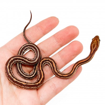 Pantherophis guttatus "Tessera" - Serpent des blés