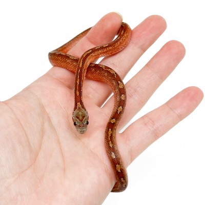 Pantherophis guttatus "Tessera Bloodred" - Serpent des blés