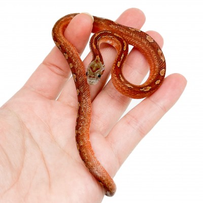 Pantherophis guttatus "Tessera Bloodred" - Serpent des blés