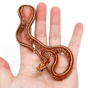 Pantherophis guttatus "Hypo...