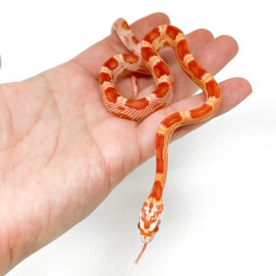 Pantherophis guttatus "Sunkissed Albinos Motley" - Serpent des blés