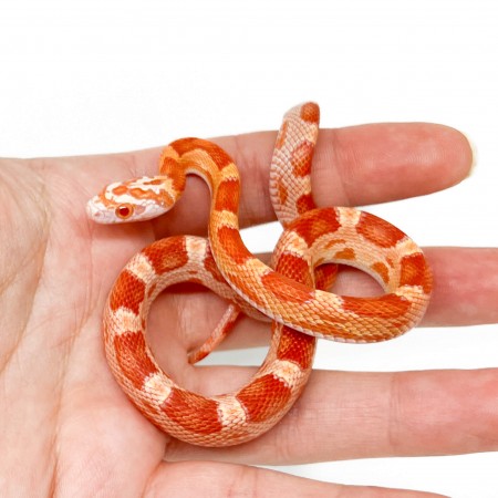 Pantherophis guttatus "Sunkissed Albinos Motley" - Serpent des blés