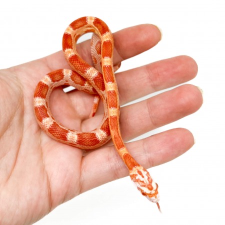 Pantherophis guttatus "Sunkissed Albinos Motley" - Serpent des blés