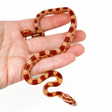 Pantherophis guttatus "Ultramel" - Serpent des blés