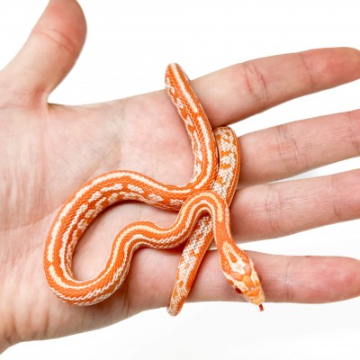 Pantherophis guttatus "Tessera Creamsicle" - Serpent des blés