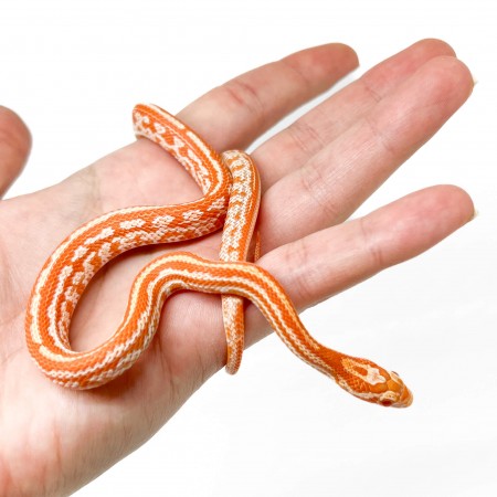 Pantherophis guttatus "Tessera Creamsicle" - Serpent des blés