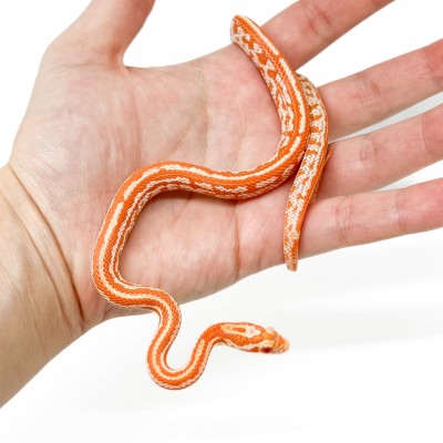 Pantherophis guttatus "Tessera Creamsicle" - Serpent des blés