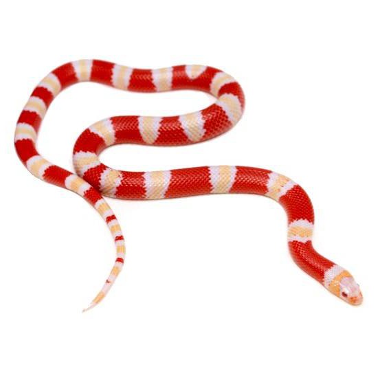 Lampropeltis triangulum hondurensis