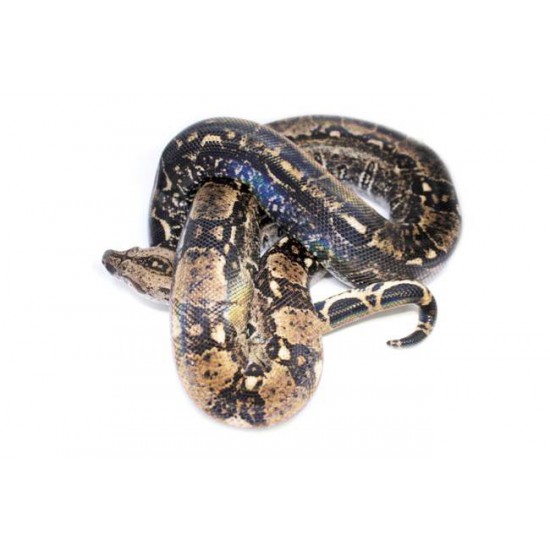 boa constrictor imperator cage size
