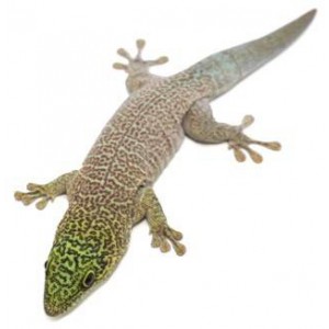 Phelsuma standingi -Gecko diurne de Standing