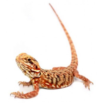 Pogona vitticeps "Silkback" - Agame barbu