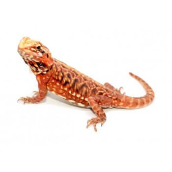 Pogona vitticeps "Silkback" - Agame barbu