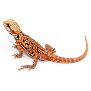 Pogona vitticeps "Silkback" - Agame barbu