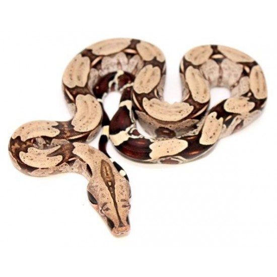 boa constrictor imperator cage size