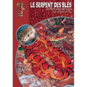 Le serpent des blés- Elaphe guttata- Les guides Reptimag