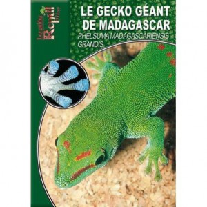 Le gecko géant de Madagascar- Phesuma madagascariensis grandis- Les guides Reptilmag