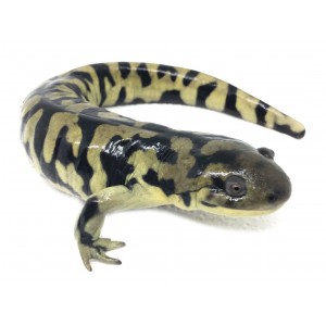 Ambystoma tigrinum - Salamandre tigrée