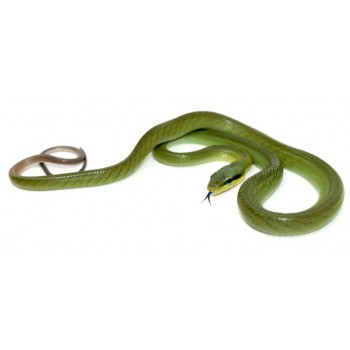 Gonyosoma oxycephalum JUVÉNILE - Serpent ratier à queue rouge