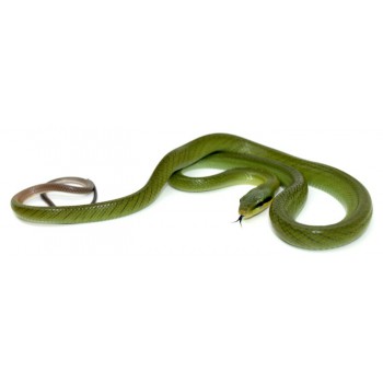 Gonyosoma oxycephalum JUVÉNILE - Serpent ratier à queue rouge