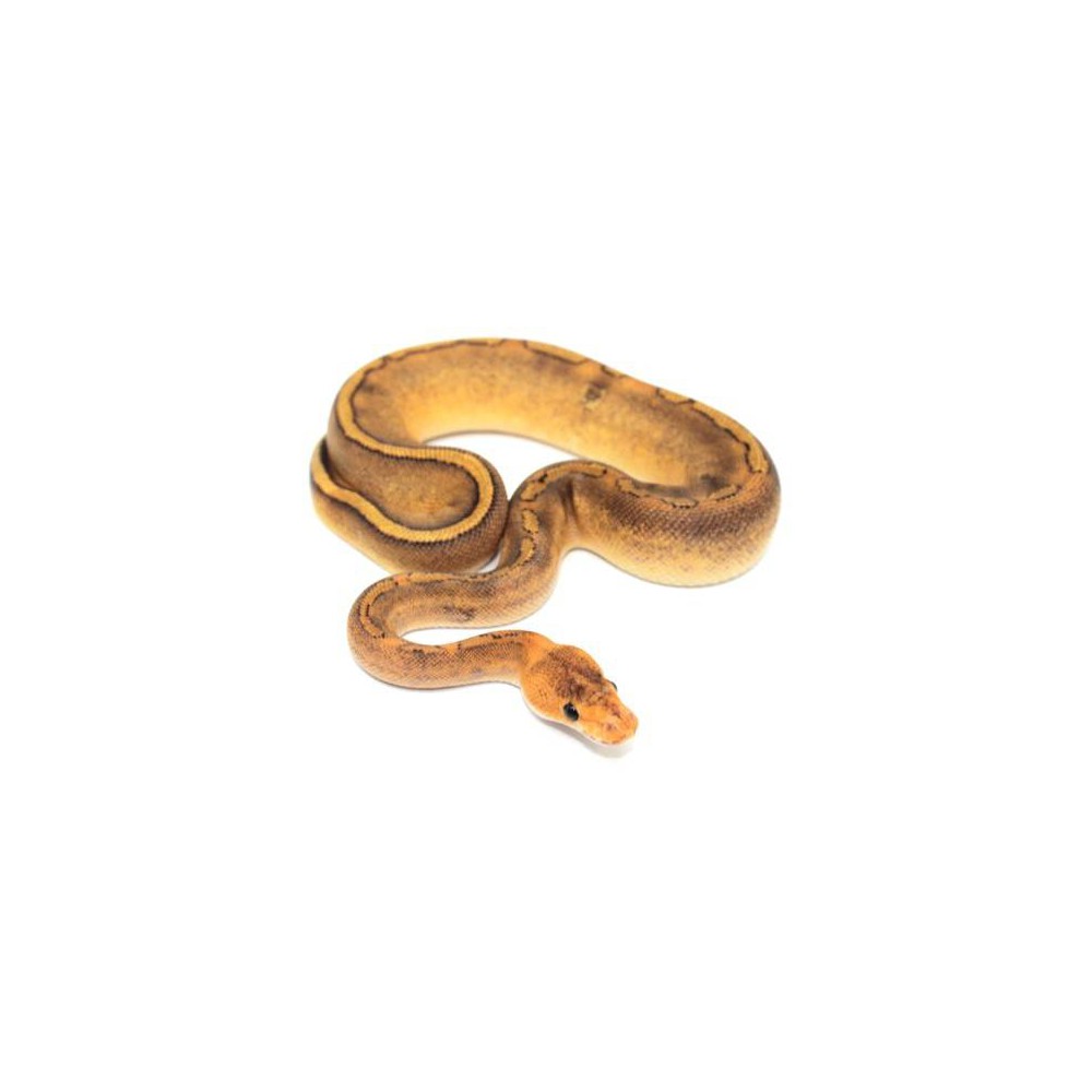Python regius Champagne gravel - Python royal