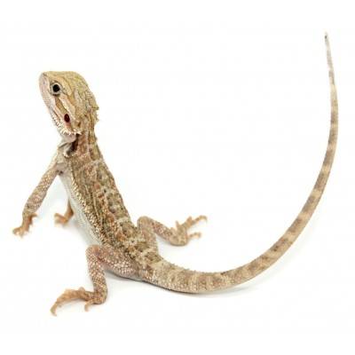 Pogona vitticeps "Hypo snow" - Agame barbu