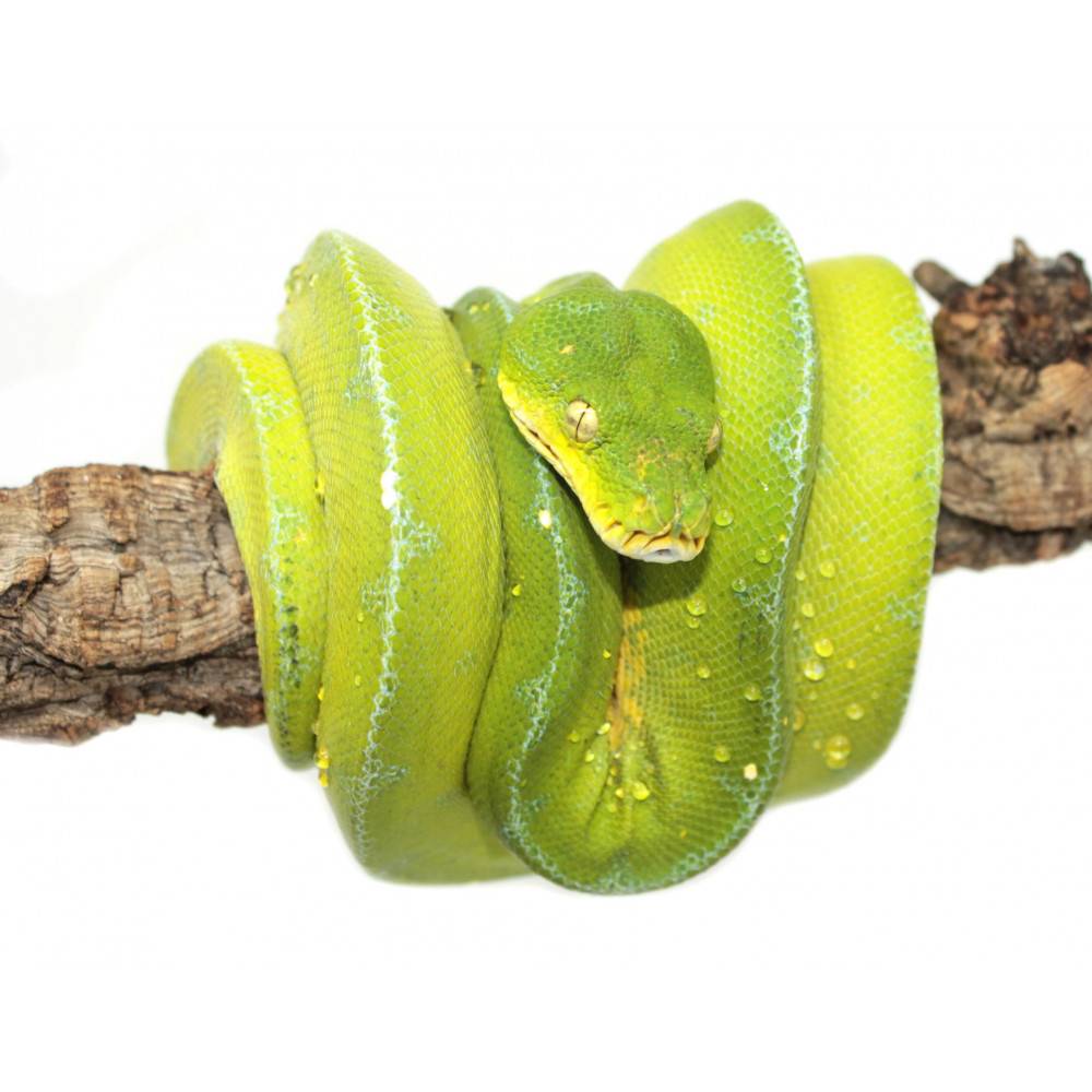 Morelia viridis ♂♀ "Jayapura" - Python vert