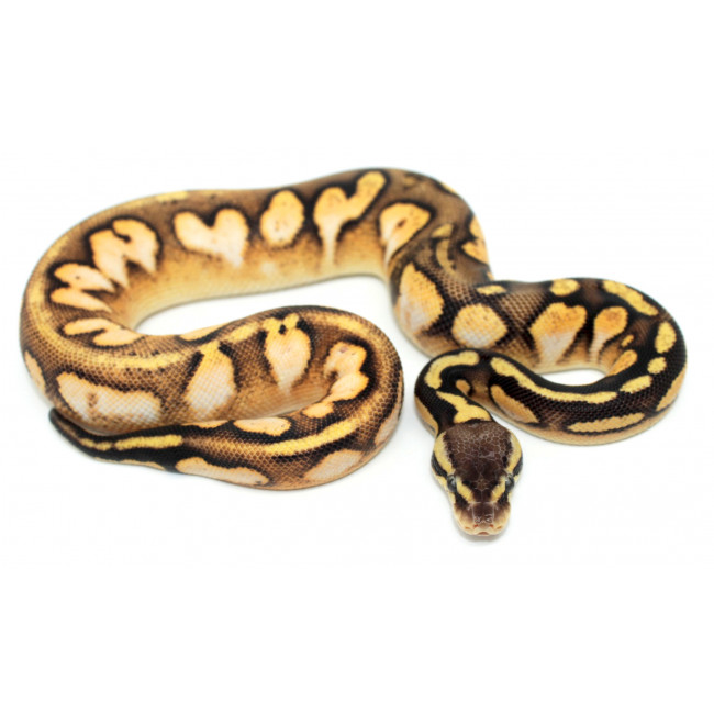 python royal calicot