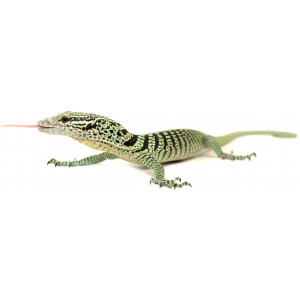 Varanus reisingeri - Varan...