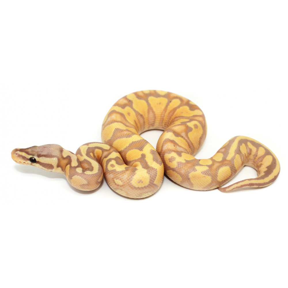 Python regius Banana pastel yellow belly - Python royal