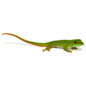 Phelsuma grandis - Gecko...