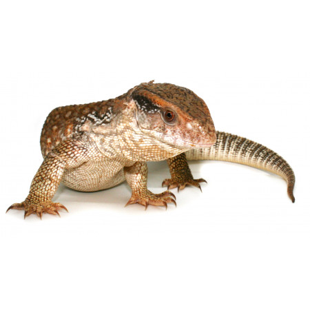 Varanus exanthematicus - Varan des savanes