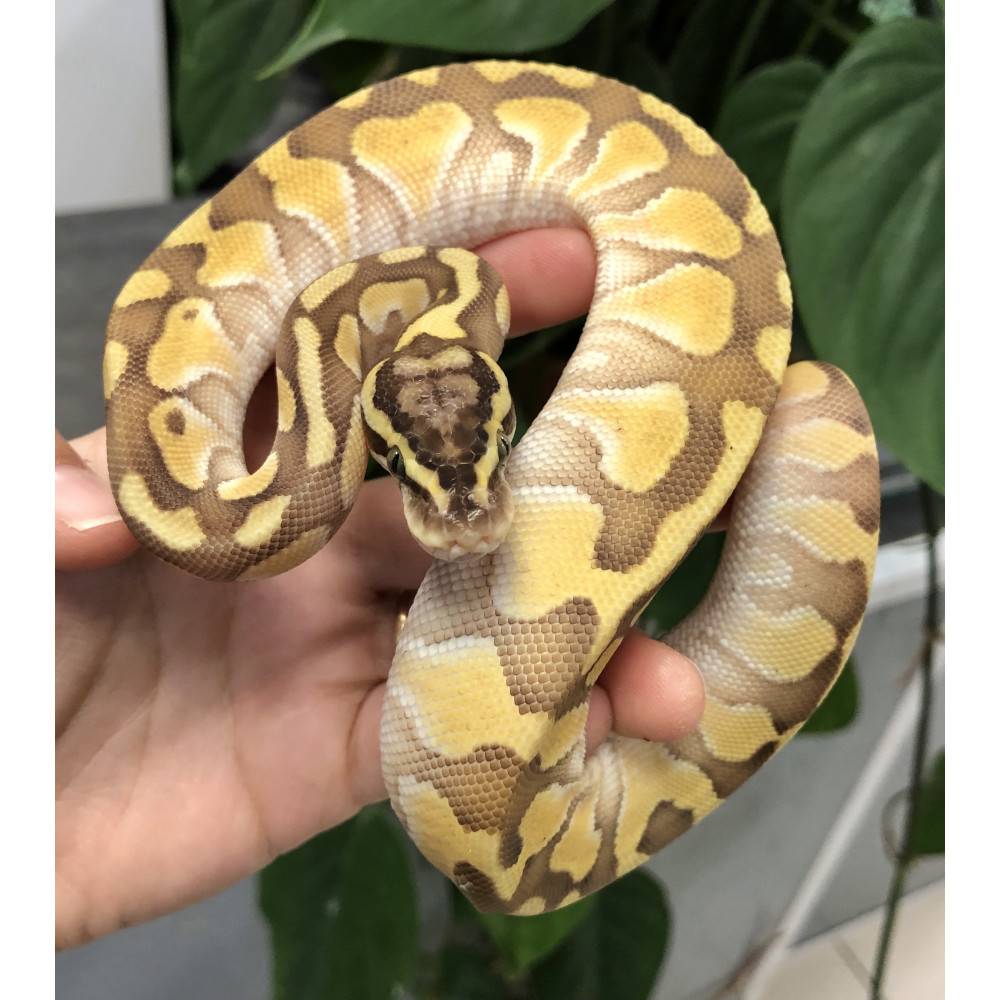 Python royal 