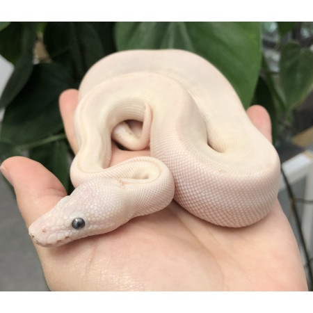 Python regius "Phantom Super Lesser" - Python royal