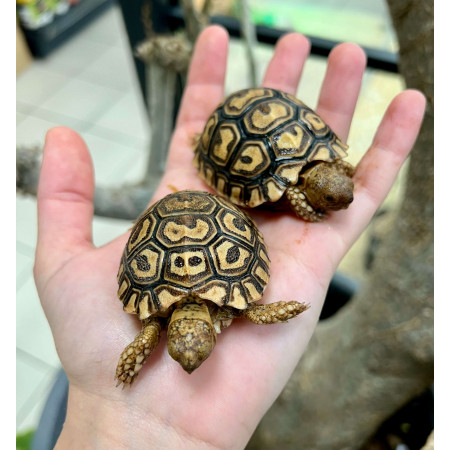 Stigmochelys pardalis pardalis - Tortue léopard