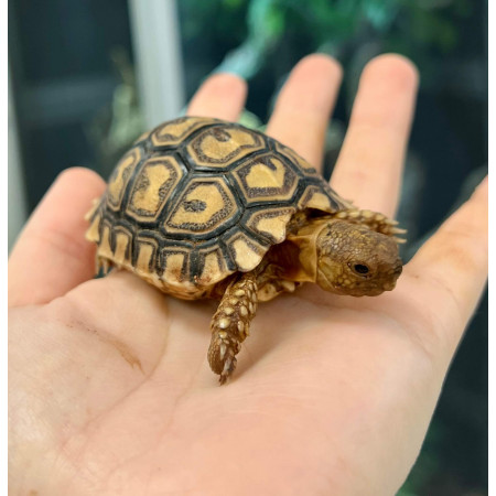 Stigmochelys pardalis pardalis - Tortue léopard