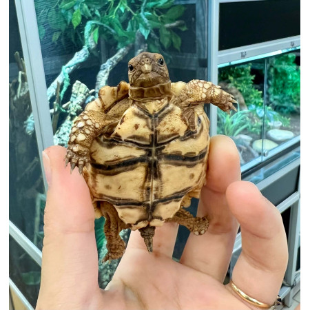 Stigmochelys pardalis pardalis - Tortue léopard