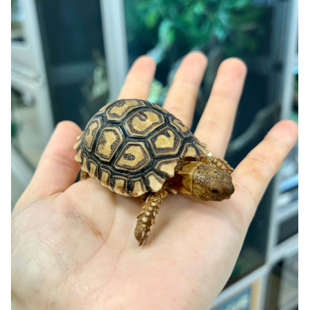 Stigmochelys pardalis pardalis - Tortue léopard